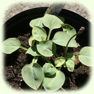 Hosta Bill Dress's Blue Picture